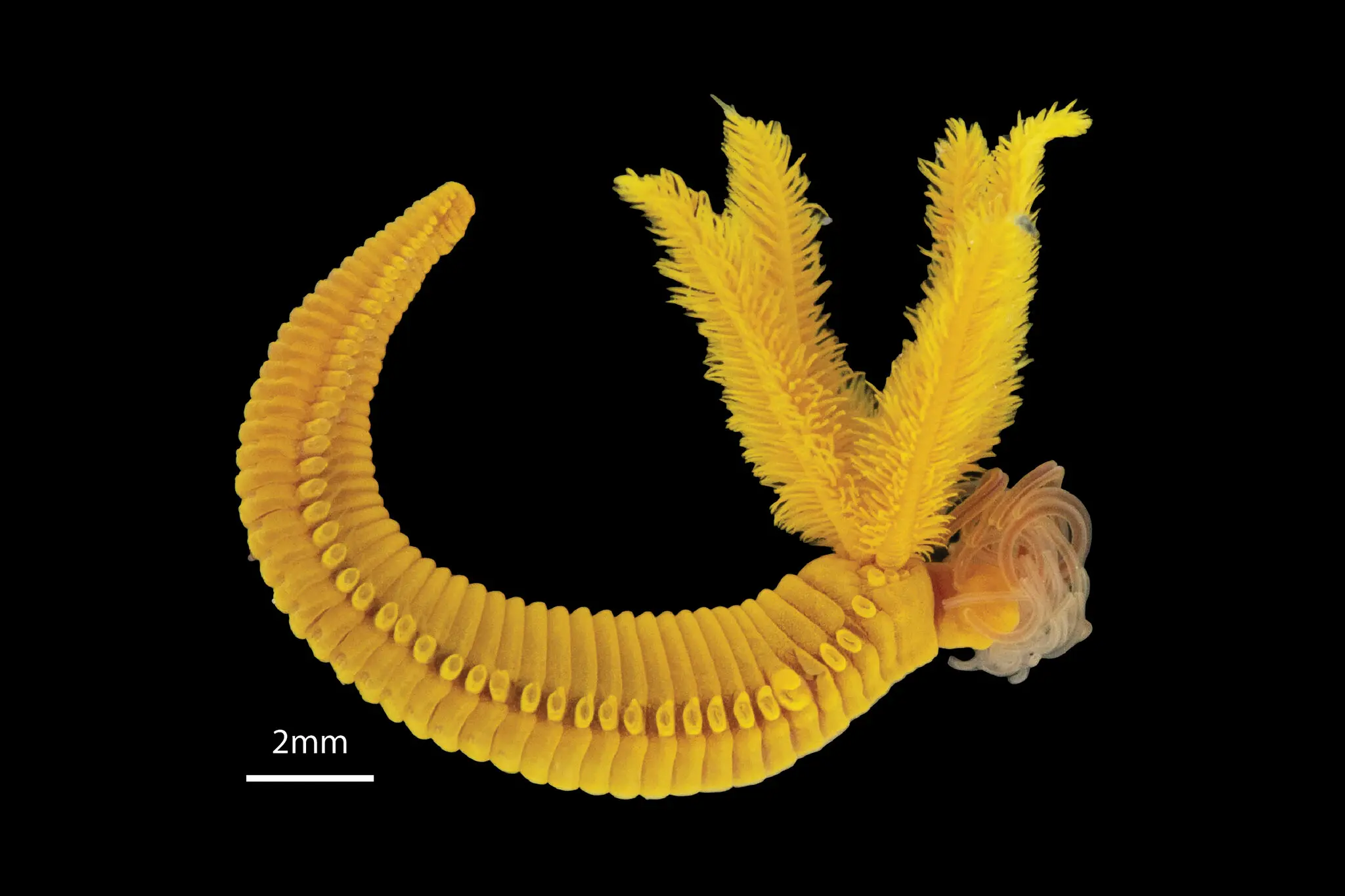 Золотий черв’як океанських глибин: як Paralvinella hessleri перетворює отруту на захист